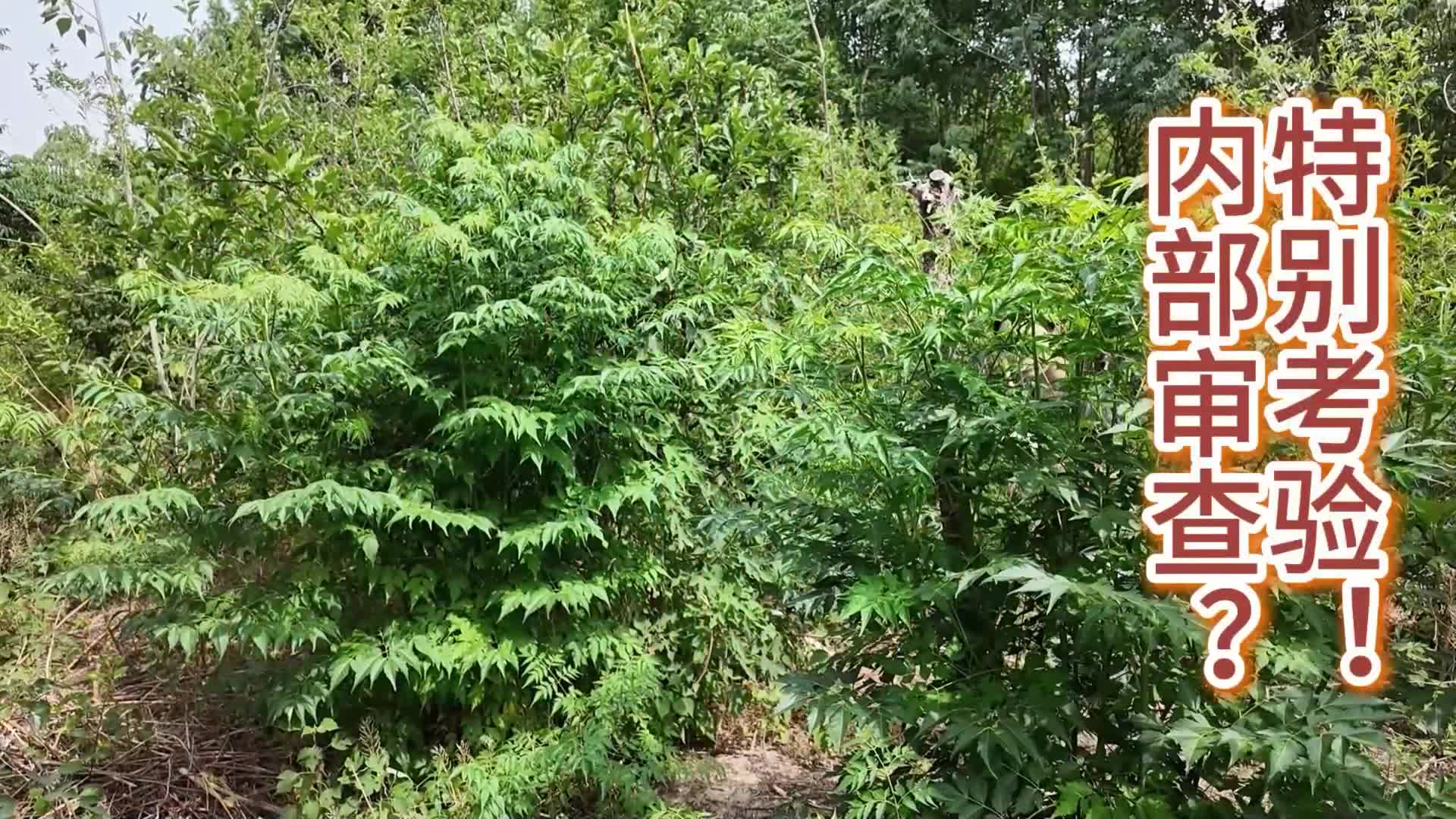 【李大侠】内部审查、特别考验一-绳艺在线资源网