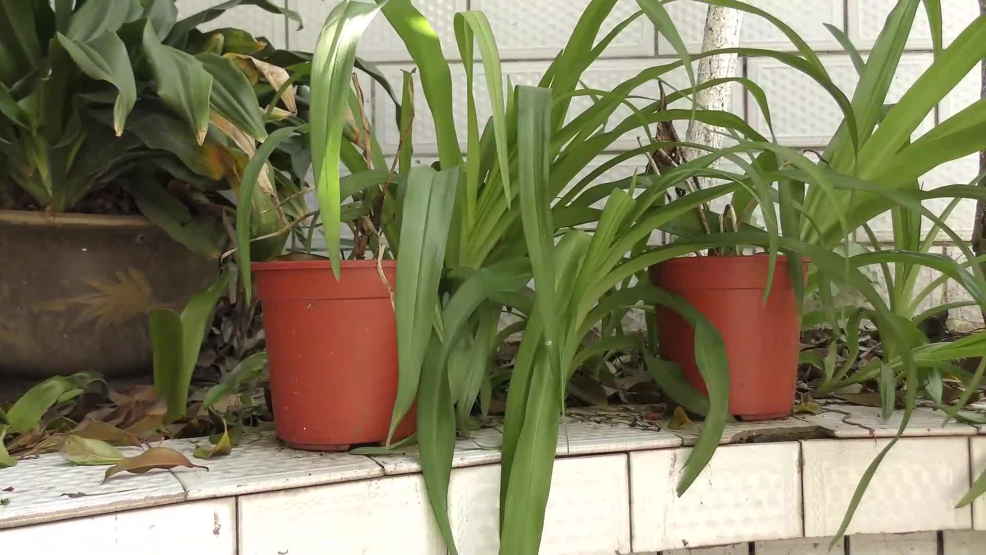 【胭脂扣】忠烈巾帼5 二-绳艺在线资源网
