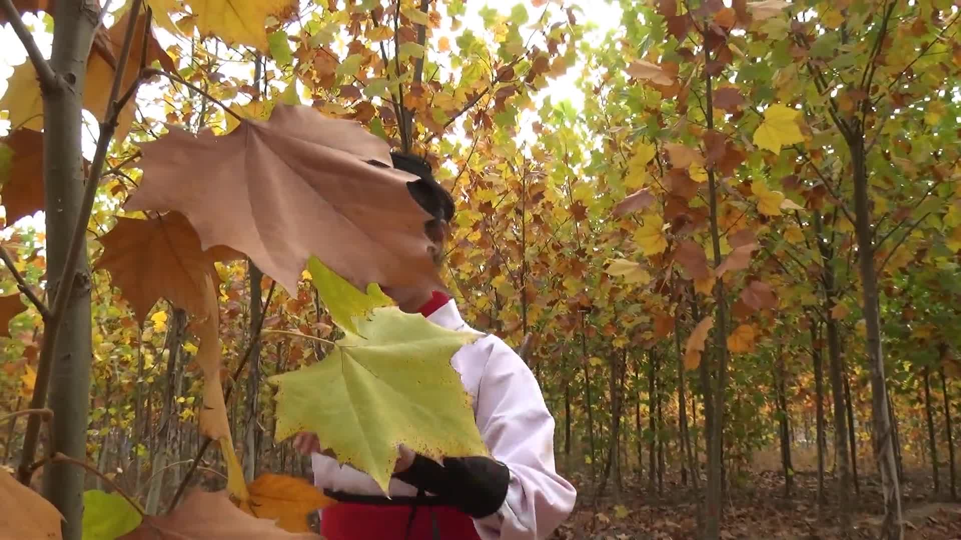 【天逸影画】后宫古韵-绳艺在线资源网
